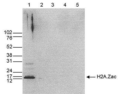 Western Blot: Histone H2A.Z [ac Lys7, ac Lys11, ac Lys4] Antibody [NBP2-54619] - H2AZ [ac Lys4, ac Lys7, ac Lys11] Antibody [NBP2-54619] - Western blot was performed on whole cell extracts (25 ug, lane 1) from HeLa cells, and on 1 ug of recombinant histone H2A, H2B, H3 and H4 (lane 2, 3, 4 and 5, respectively) using the antibody against H2A.Zac. The antibody was diluted 1:1,000 in TBS-Tween containing 5% skimmed milk. The position of the protein of interest is indicated on the right, the marker (in kDa) is shown on the left.